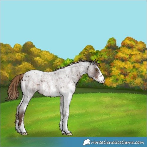 Horse Color:Liver Red Roan Sabino Appaloosa Rabicano 