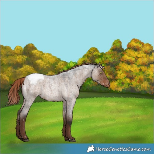 Horse Color:Liver Red Dun Roan Appaloosa Brindle 