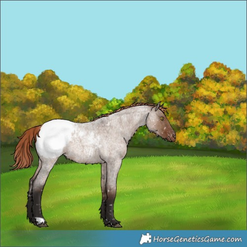Horse Color:Liver Red Dun Roan Snowcap 