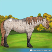 Horse Color:Liver Red Dun Roan Snowflake VarnishBrindle 
