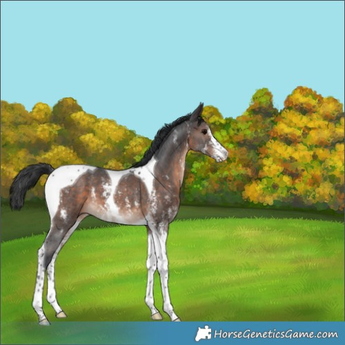 Horse Color:Brown Sabino Tobiano 