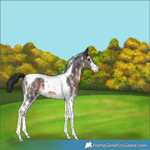 Horse Color:Brown Sabino Tobiano 