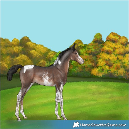 Horse Color:Liver Chestnut Sabino Tobiano 