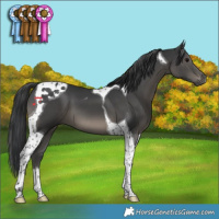 Horse Color:Black Tobiano 