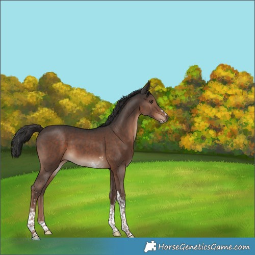 Horse Color:Liver Chestnut Sabino Tobiano 