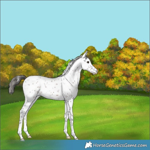 Horse Color:Liver Chestnut Sabino 