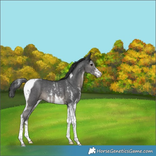 Horse Color:Black Sabino Tobiano 