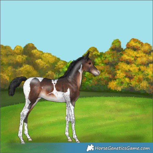 Horse Color:Brown Tobiano 