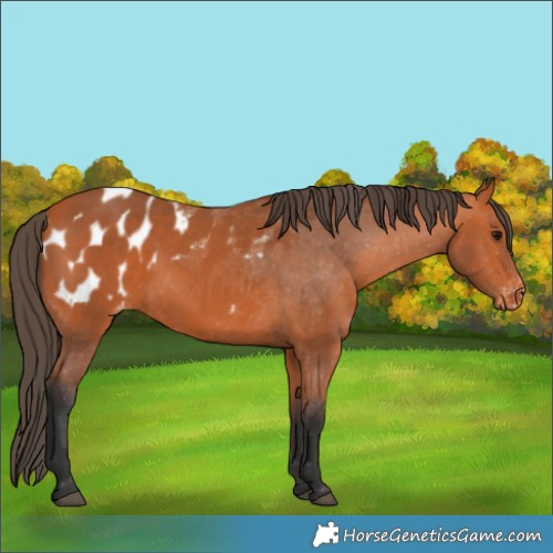 Horse Color:Bay Appaloosa 