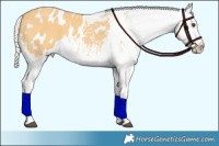 Horse Color:Palomino Blanket 