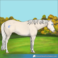 Horse Color:Cremello Splash  and Cremello Splash 