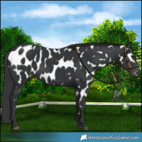 Horse Color:Black Near Leopard 