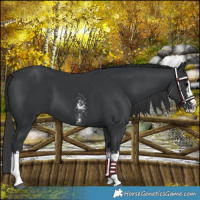 Horse Color:Black Sabino Splash  and Black Sabino Splash 