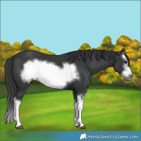 Horse Color:Black Splash Frame