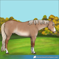 Horse Color:Red Dun Rabicano 