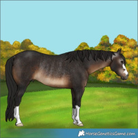 Horse Color:Gray Bay Rabicano 