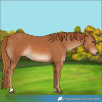 Horse Color:Chestnut Rabicano 