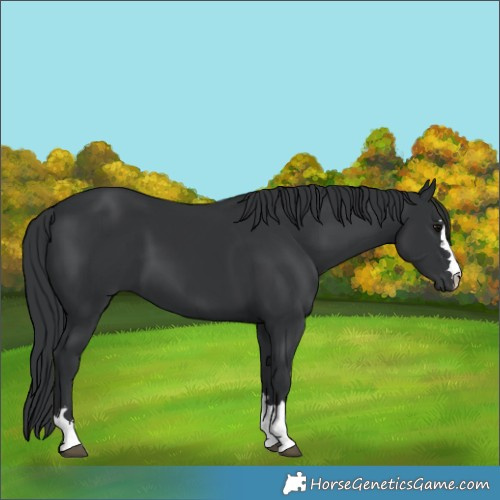 Horse Color:Black 
