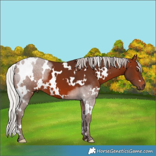 Horse Color:White Spotted Silver Brown 