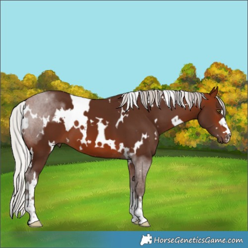 Horse Color:White Spotted Silver Brown 