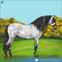 Horse Color:Blue Roan Appaloosa 