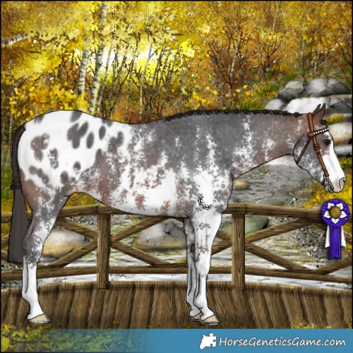 Horse Color:Bay Sabino Blanket 