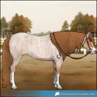 Horse Color:Red Roan 