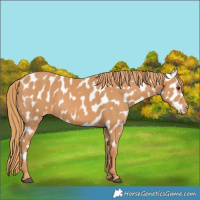 Horse Color:Chestnut Near Leopard 