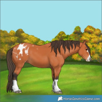 Horse Color:Bay Appaloosa 