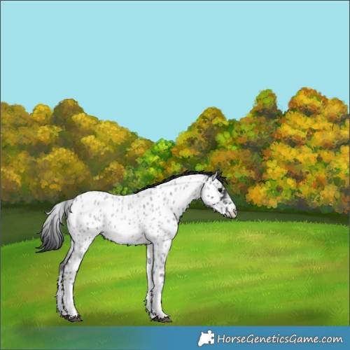 Horse Color:White Spotted Blue Roan Splash Frame Appaloosa 