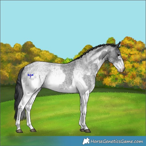 Horse Color:White Spotted Blue Roan Rabicano  and Gray White Spotted Blue Roan Rabicano 