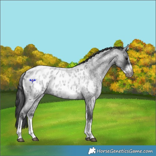 Horse Color:White Spotted Blue Roan Splash Frame Appaloosa 