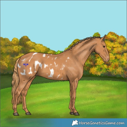 Horse Color:Chestnut Appaloosa 