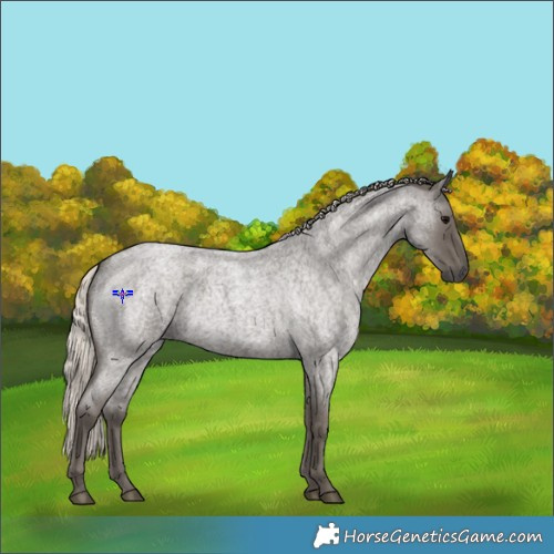 Horse Color:Silver Blue Roan 