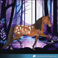 Horse Color:Bay Appaloosa 