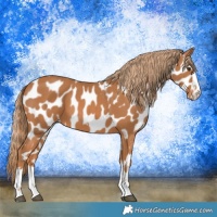 Horse Color:Chestnut Near Leopard 