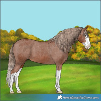 Horse Color:Chestnut Splash Varnish 