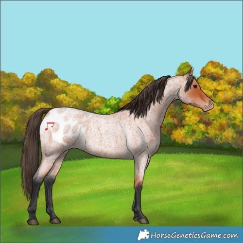 Horse Color:Bay Roan Appaloosa 