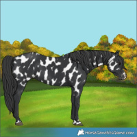 Horse Color:Black Near Leopard 