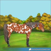 Horse Color:Bay Appaloosa