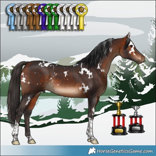 Horse Color:White Spotted Bay Tobiano 