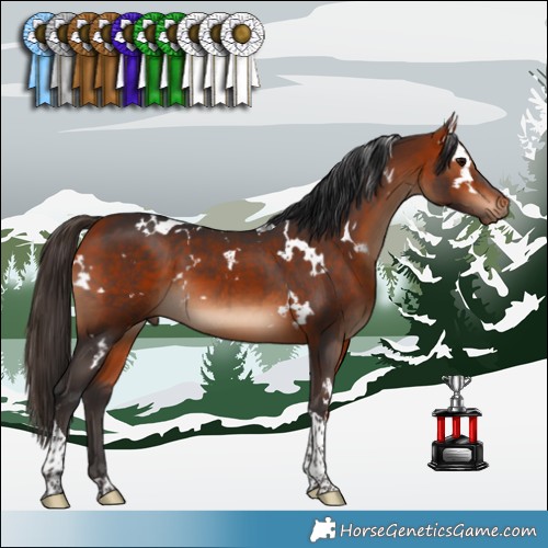 Horse Color:White Spotted Bay Tobiano 