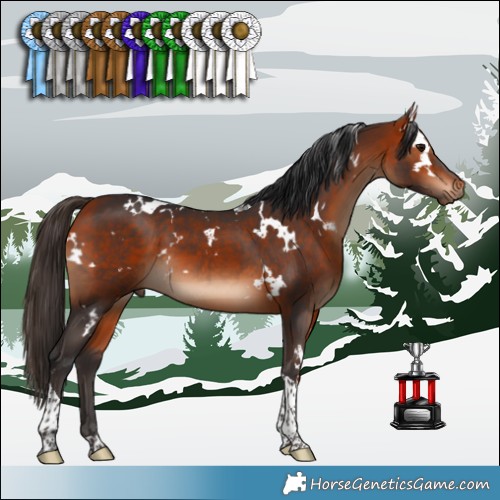 Horse Color:White Spotted Bay Tobiano 