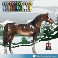 Horse Color:White Spotted Bay Tobiano 