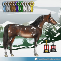 Horse Color:White Spotted Bay Tobiano