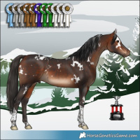 Horse Color:White Spotted Bay Tobiano 