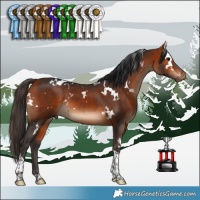 Horse Color:White Spotted Bay Tobiano 