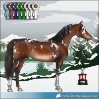 Horse Color:White Spotted Bay Tobiano