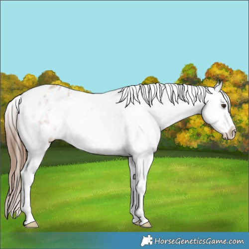 Horse Color:White Spotted Red Dun Appaloosa 