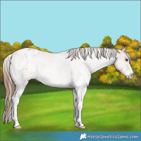 Horse Color:White Spotted Red Dun Appaloosa 